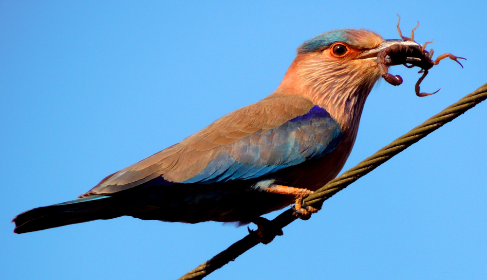 File:Indian Roller Eating Indian Scorpion.jpg - Commons