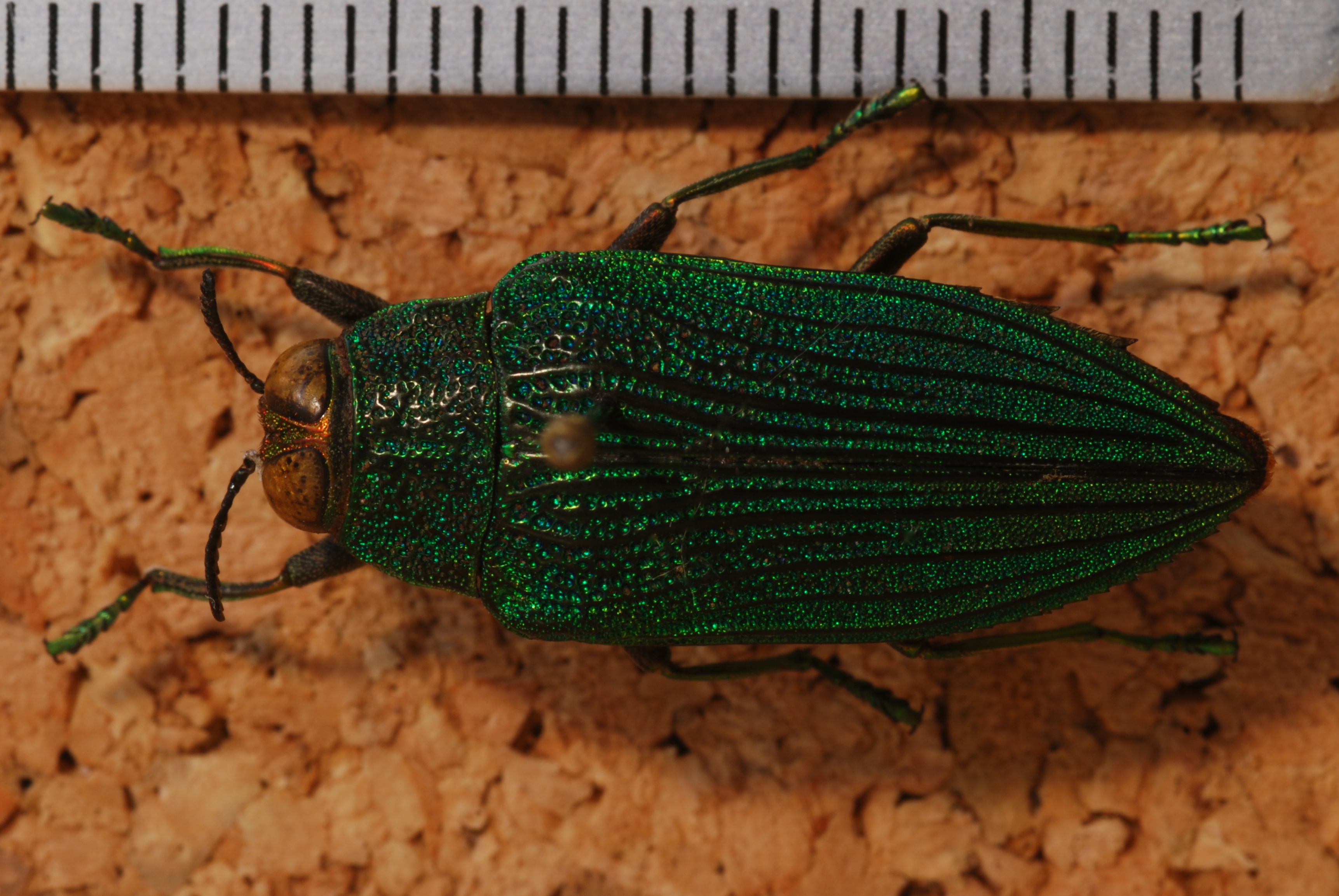 Jewel Beetle (Evides pubiventris) (8241377743).jpg