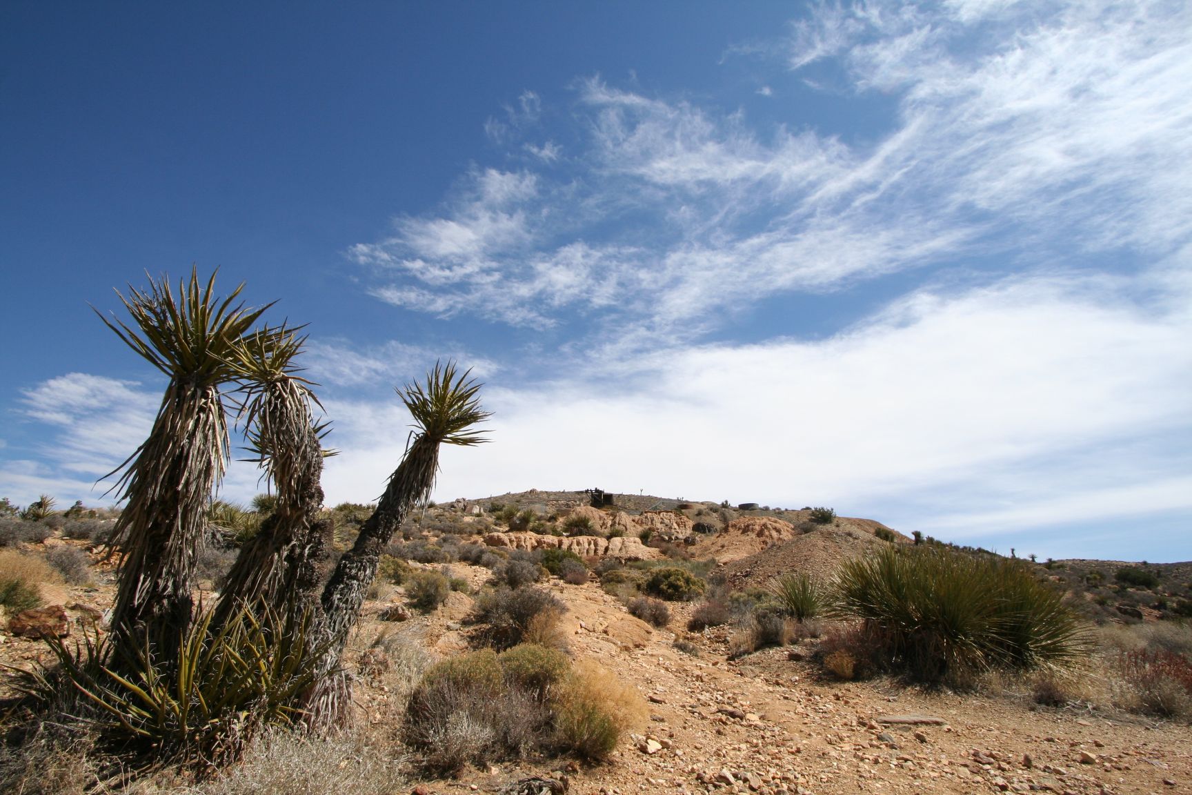 Yucca brevifolia текстура. Yucca root. Lost tree