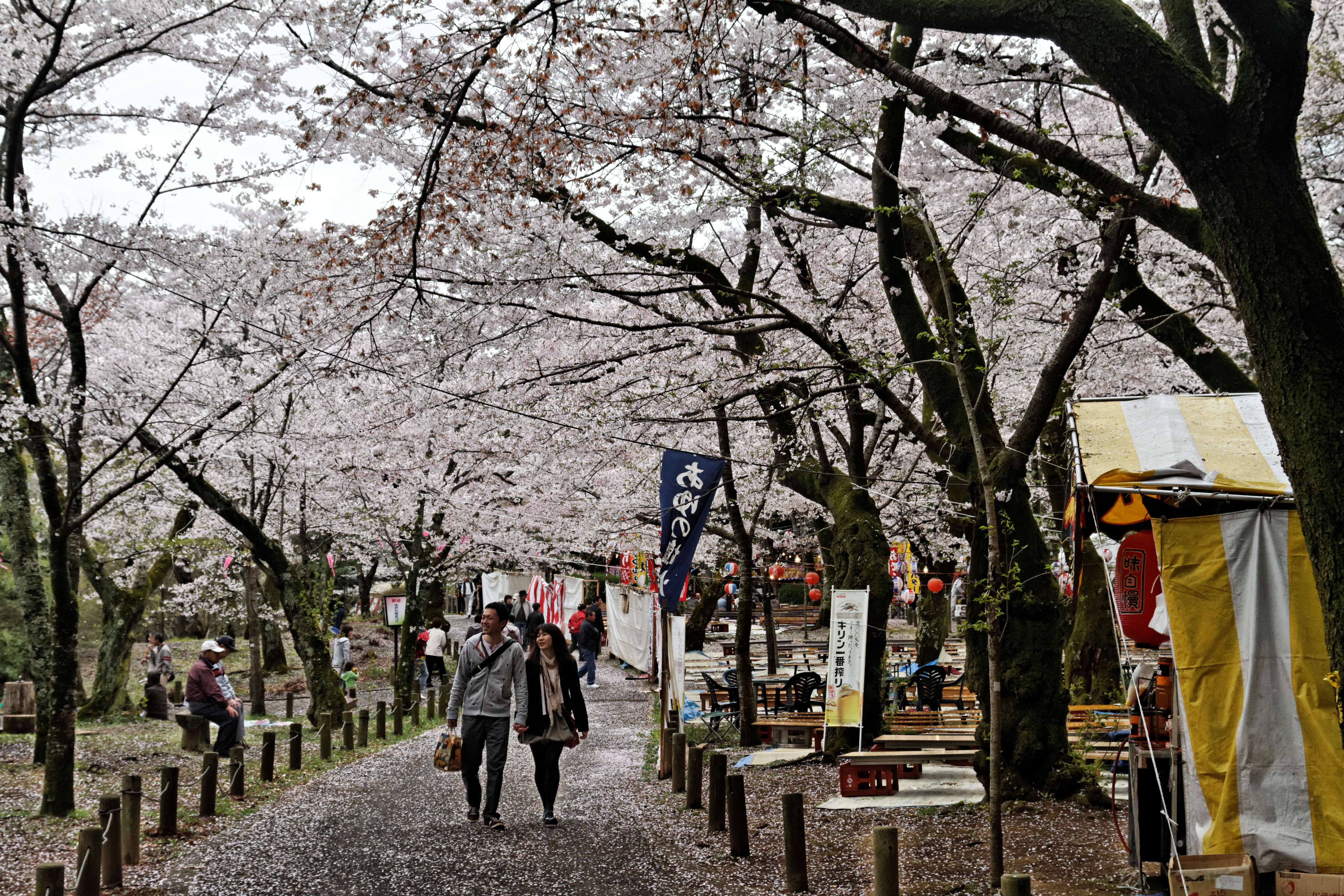 Disfrutando del cerezo en flor, Hanami, en Japón.