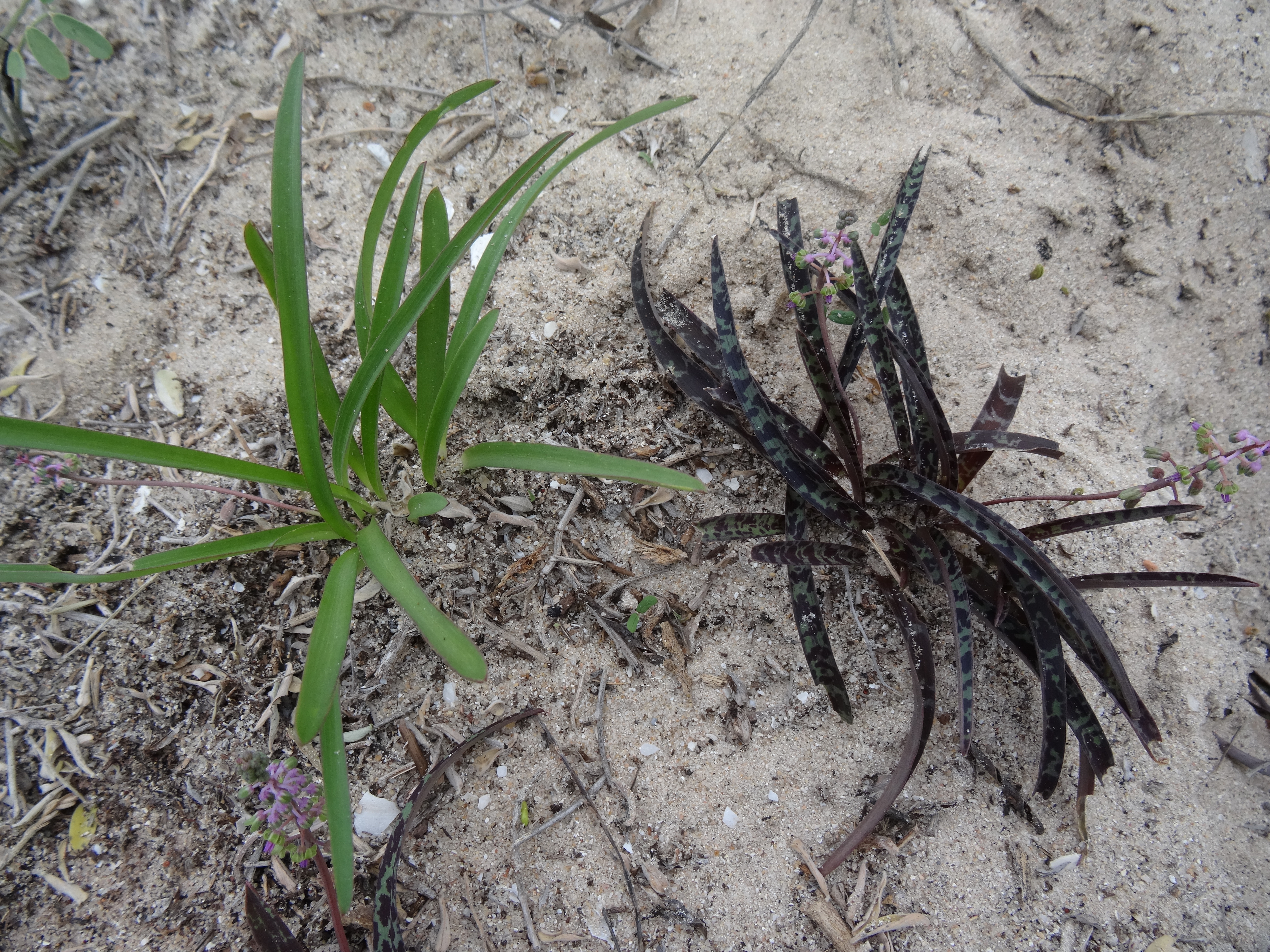 Ledebouria sp. Chuiba 2 (21920264913).jpg