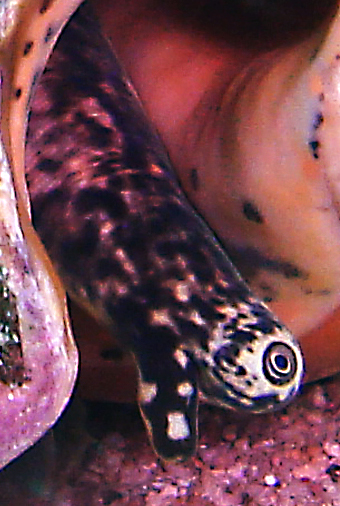 File:Lobatus gigas eye.jpg