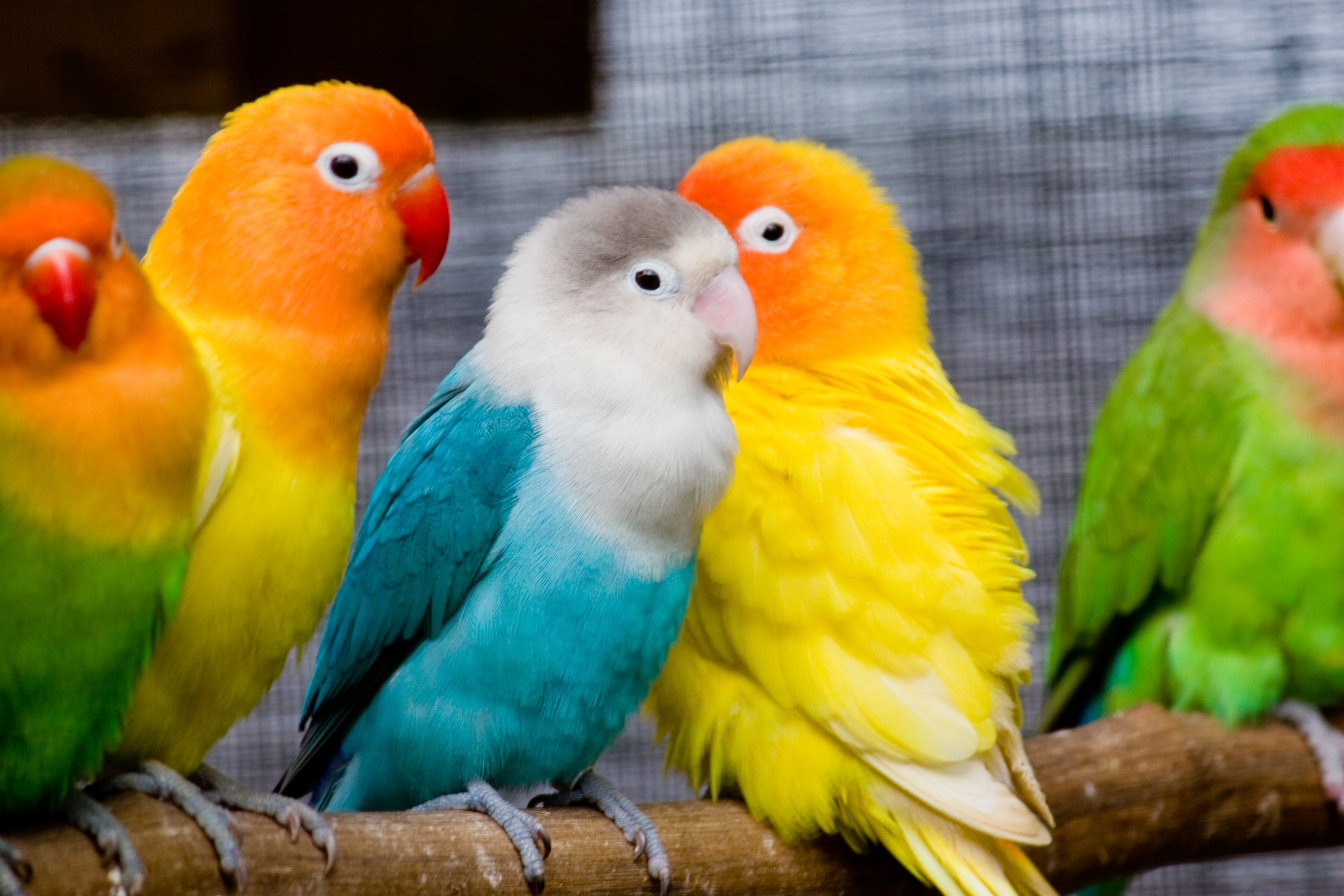 How do you know the difference between male and female lovebirds