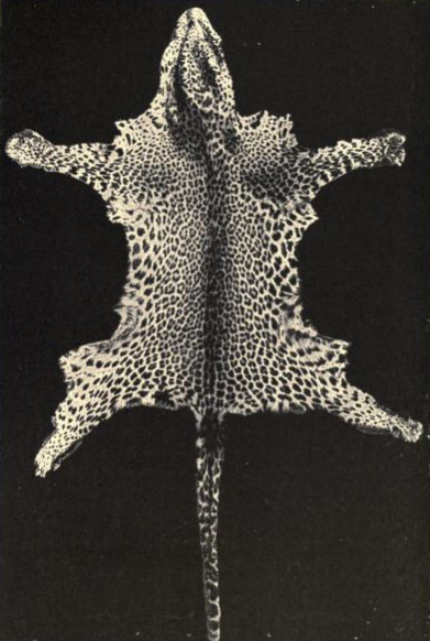 File:Lydekkerafricanleopard-smallspots.png