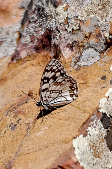 File:Melanargia ines jorgesafara.jpg