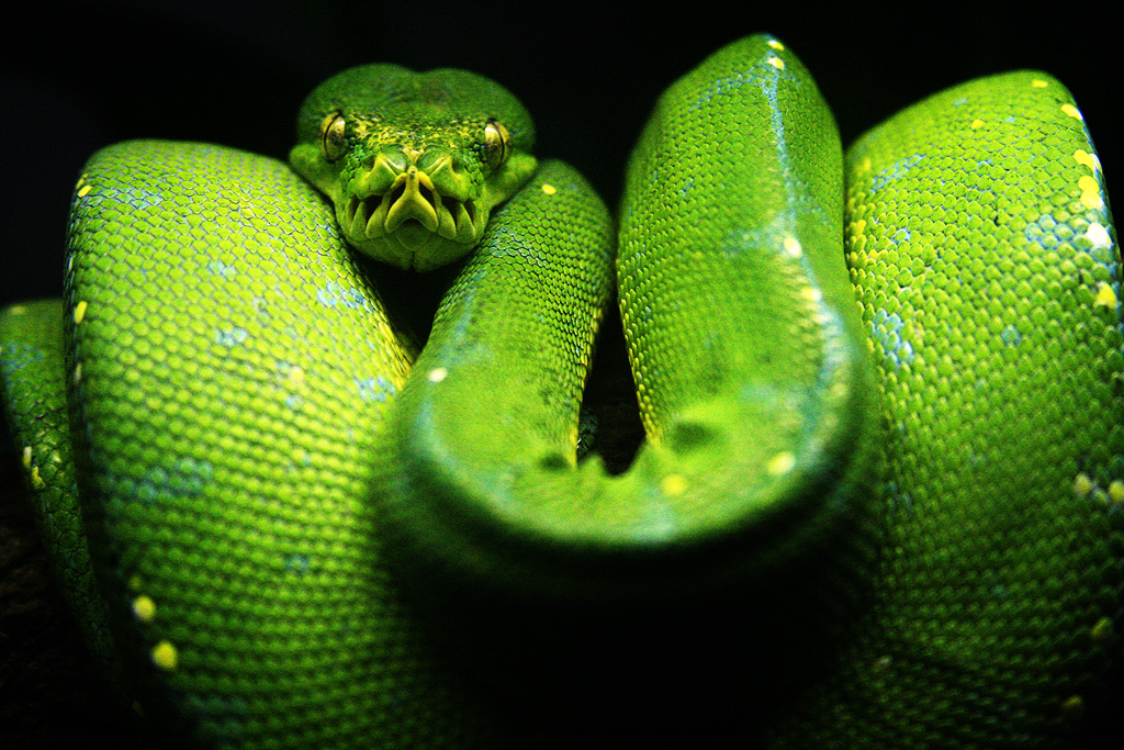 green tree-snake