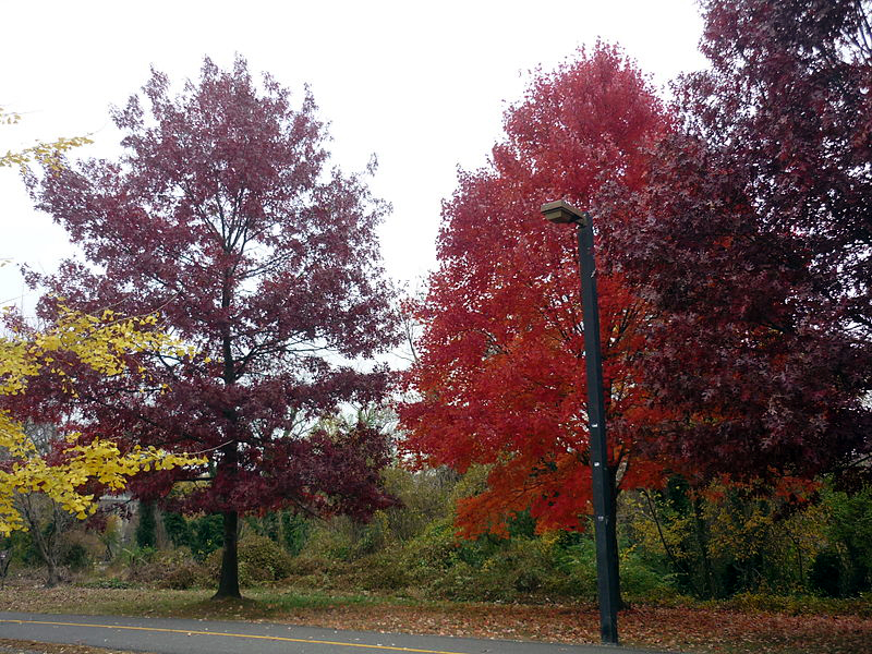 mount vernon trail