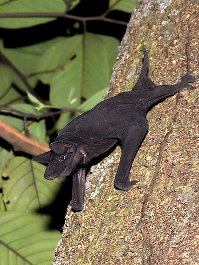 File:Naked-bulldog-bat-2 LTM.jpg