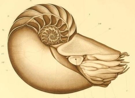 nautilus diagram