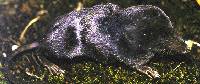 Marsh shrew PacificWaterShrew23.jpg