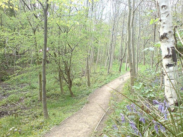 Path in Gledhow Park, with bluebells - geograph.org.uk - 408794