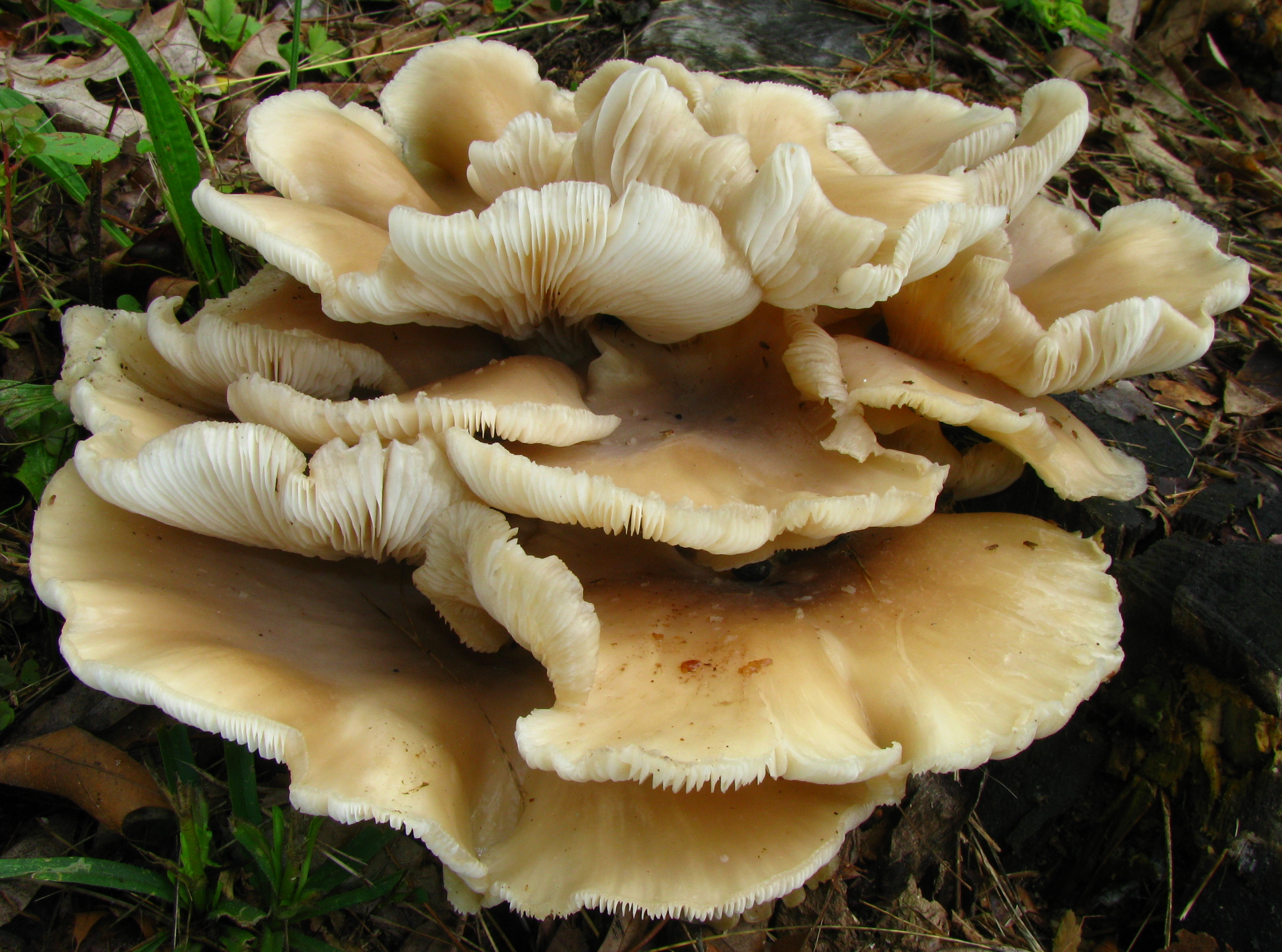 Вешенка Pleurotus ostreatus