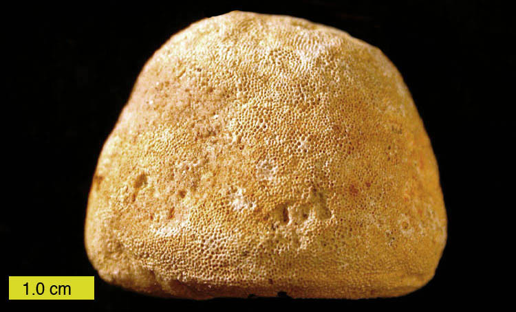 File:Prasopora.JPG