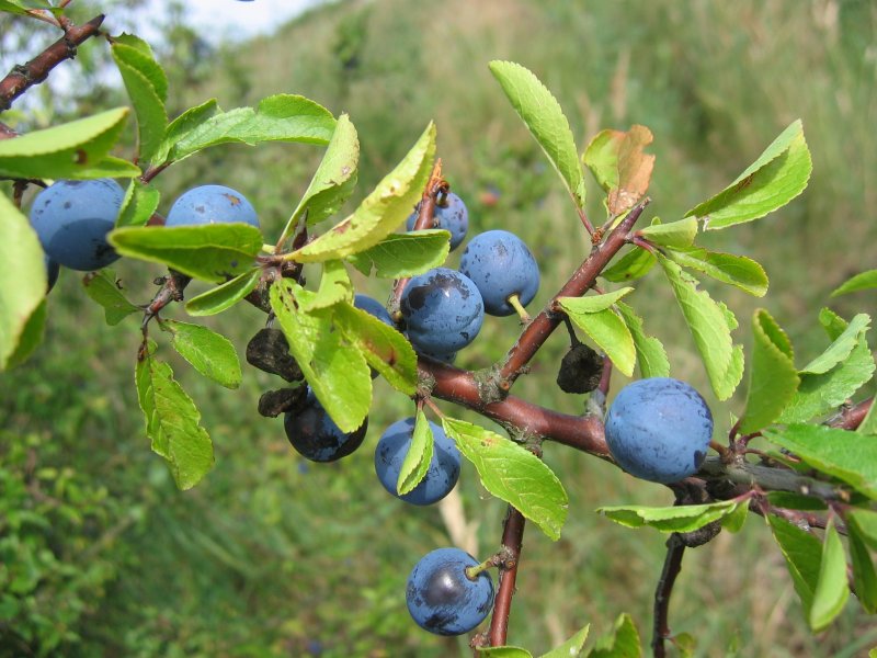 File:Prunus spinosa frucht.jpeg