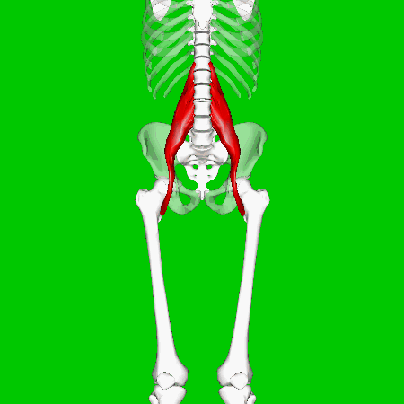 A tight psoas major muscle can cause your back to hurt on the lower right side