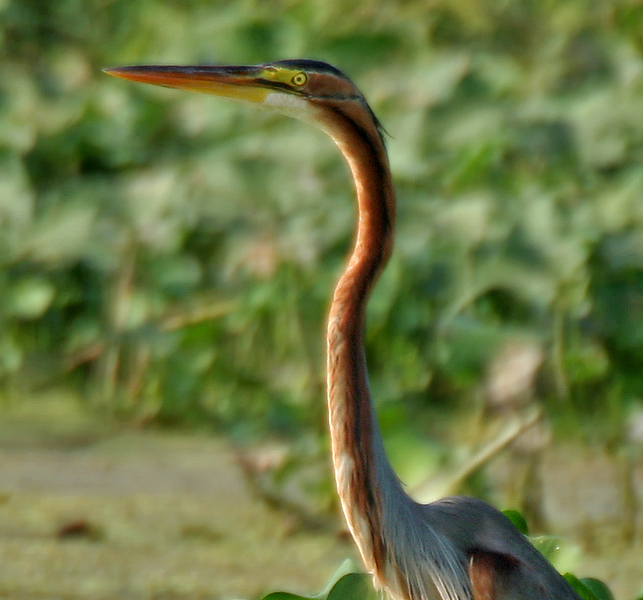 File:Purple Heron (Ardea purpurea) in Kolleru, AP W3 IMG 4052.jpg