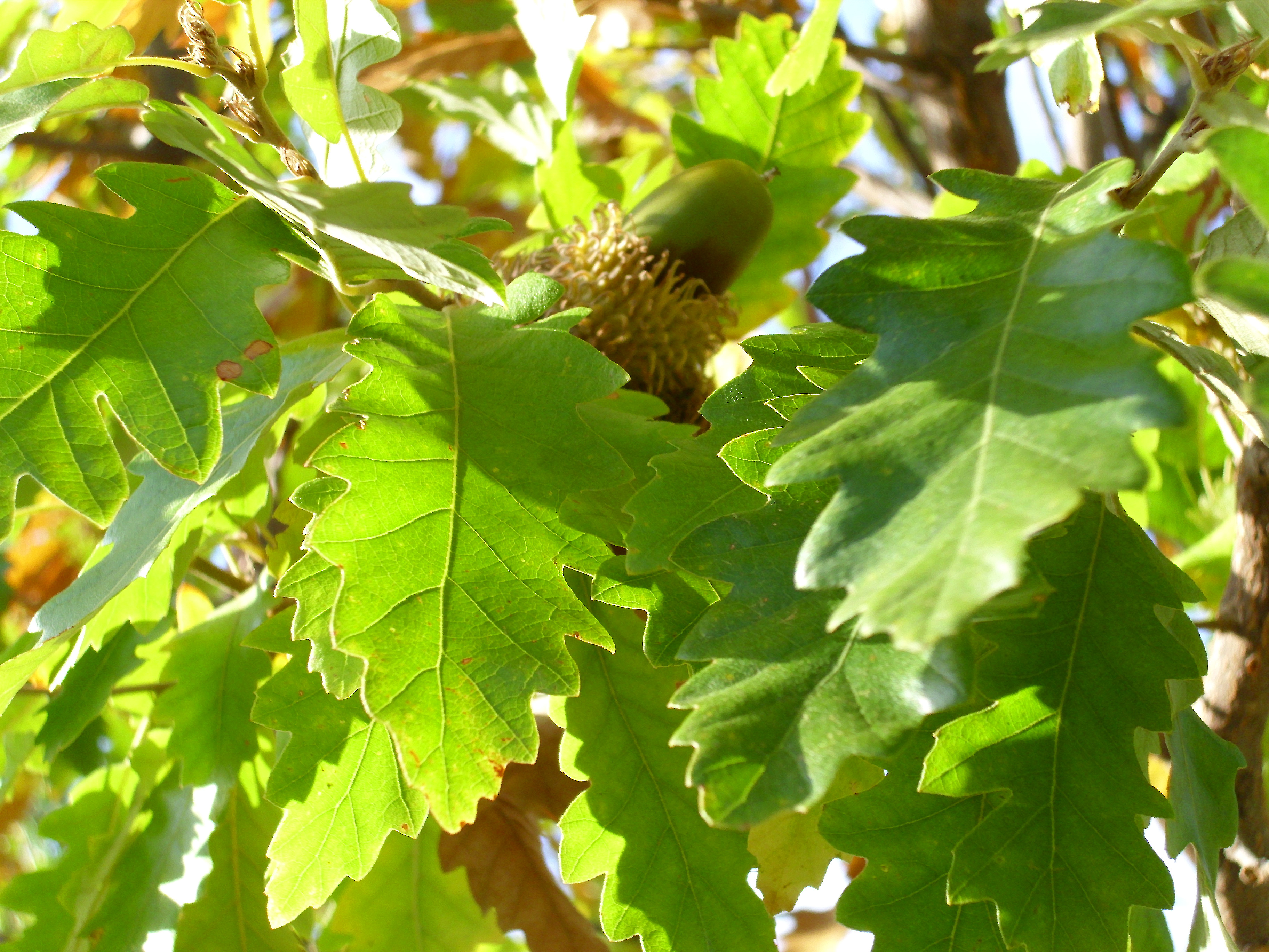 Quercus cerris турецкий дуб