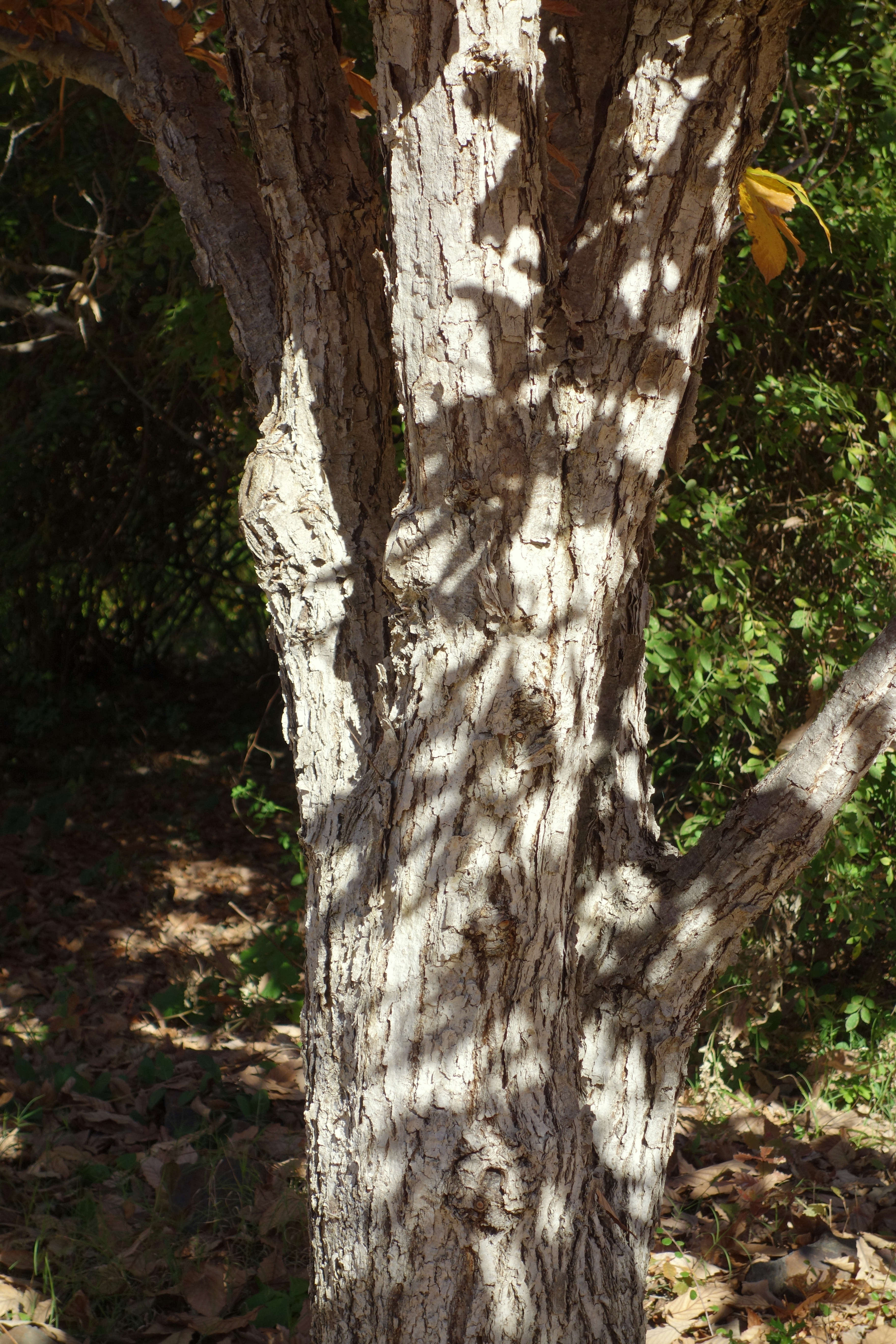 Datei Quercus Mongolica Quarryhill Botanical Garden Dsc03698