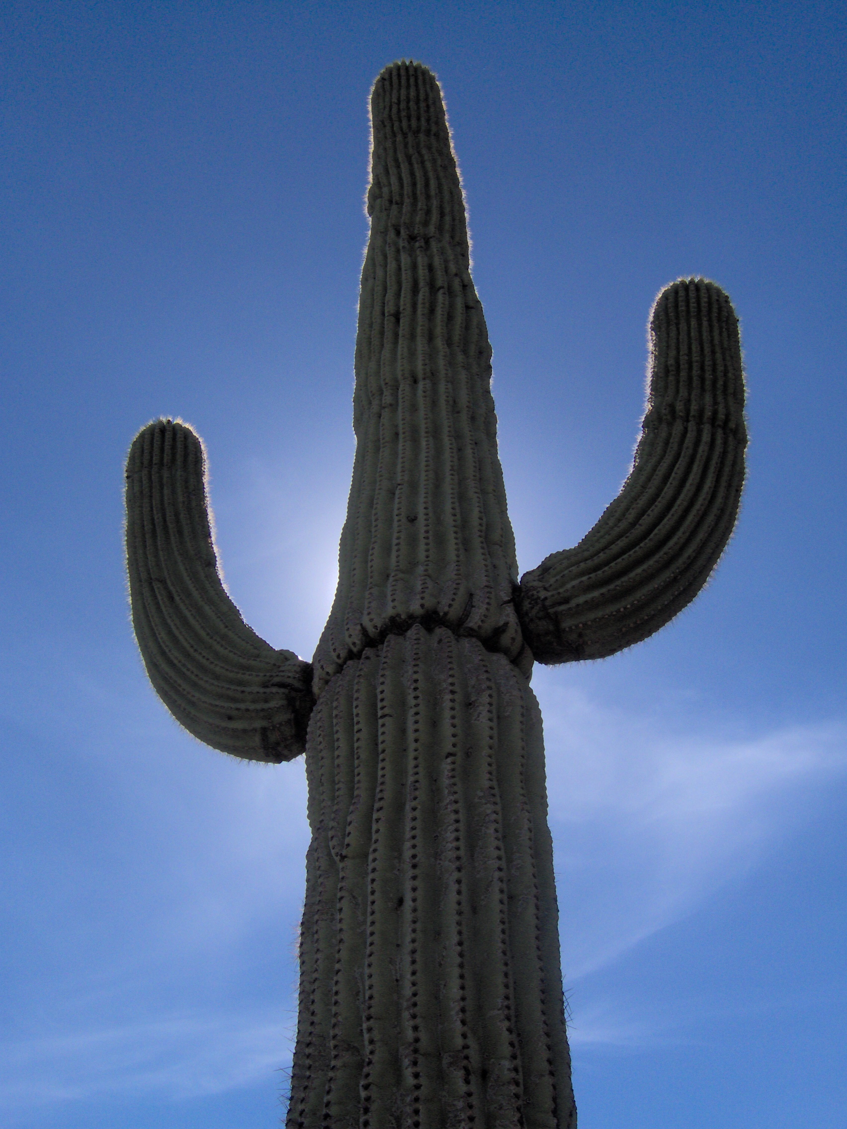 Saguaro - Wikipedia