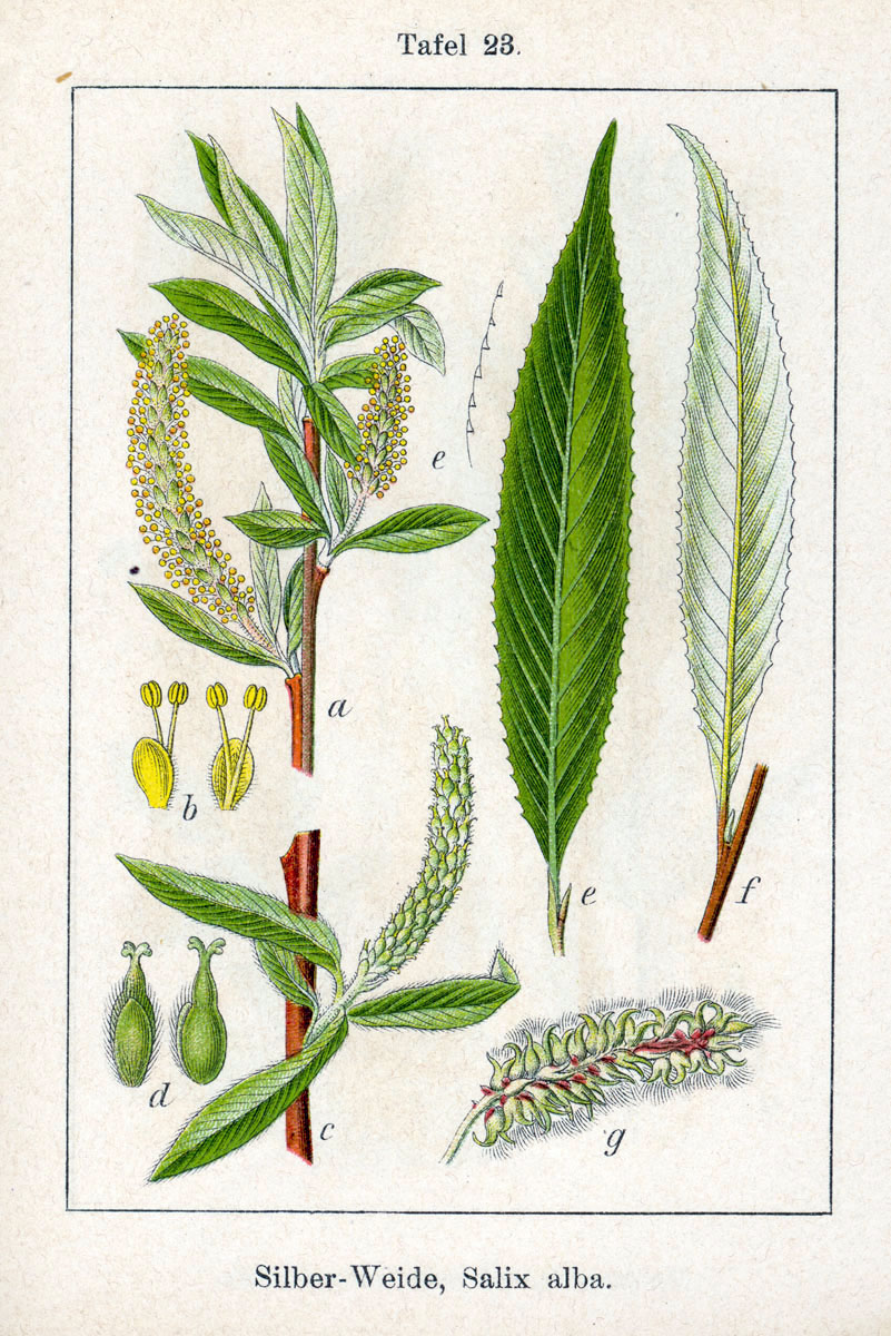 File:Salix alba Sturm04023.jpg - Wikimedia Commons