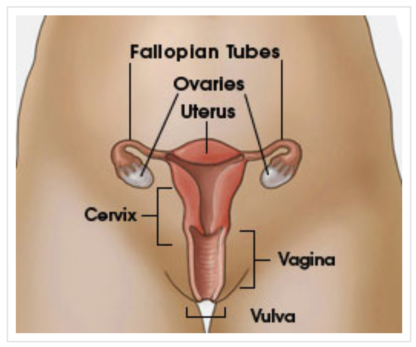 Dilatacion cuello utero