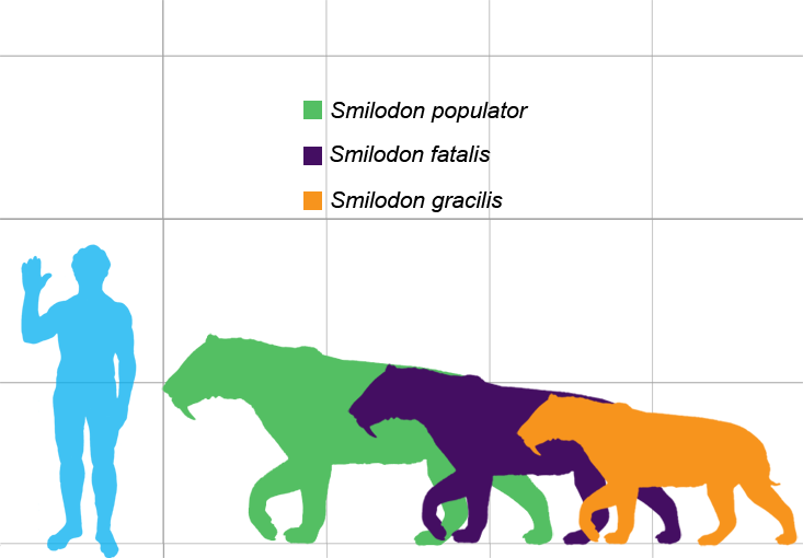 smilodon fatalis vs smilodon populator