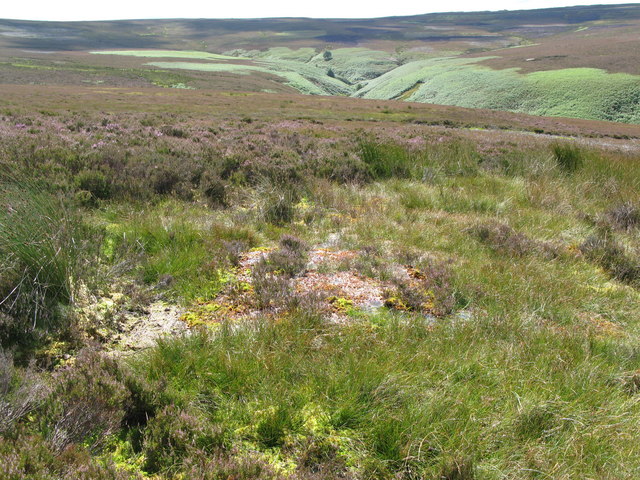 File:Spongy ground west of Black Hill - geograph.org.uk - 524882.jpg