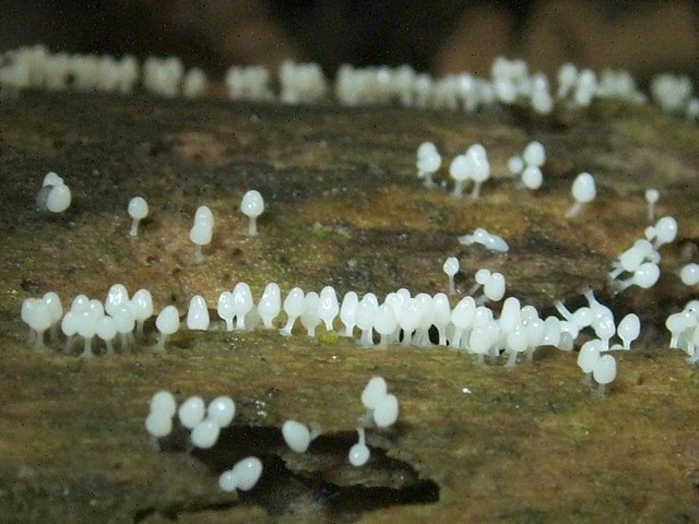 File:Stalked slime mould fruiting bodies - geograph.org.uk - 923299.jpg