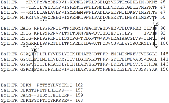 File:Structural alignment of ba sa ec sp dhfr.png