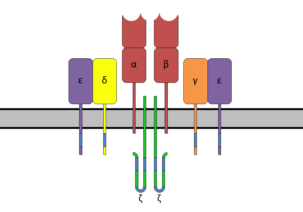 T Cell Receptor Wikipedia