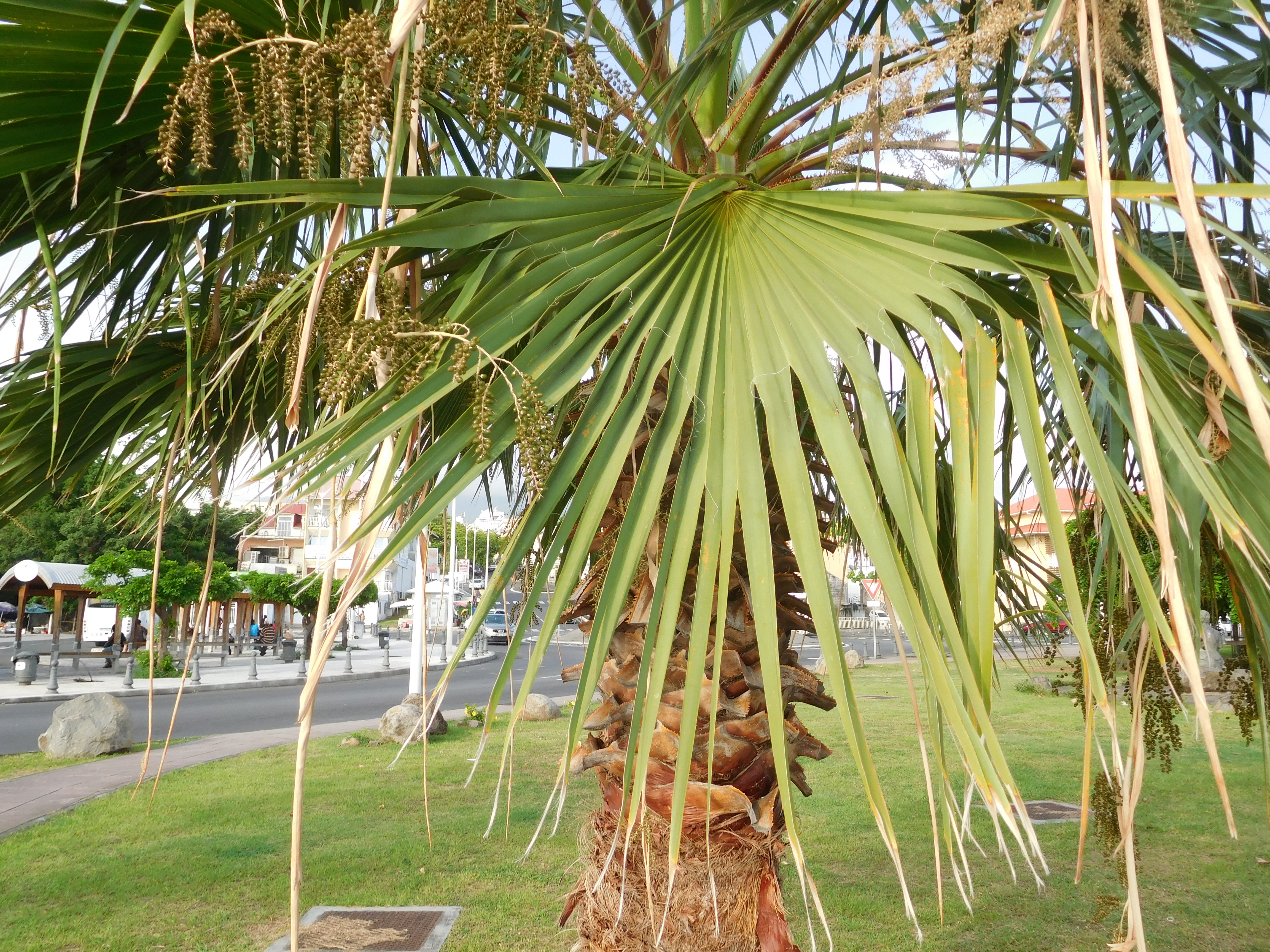 Arecaceae - Wikipedia