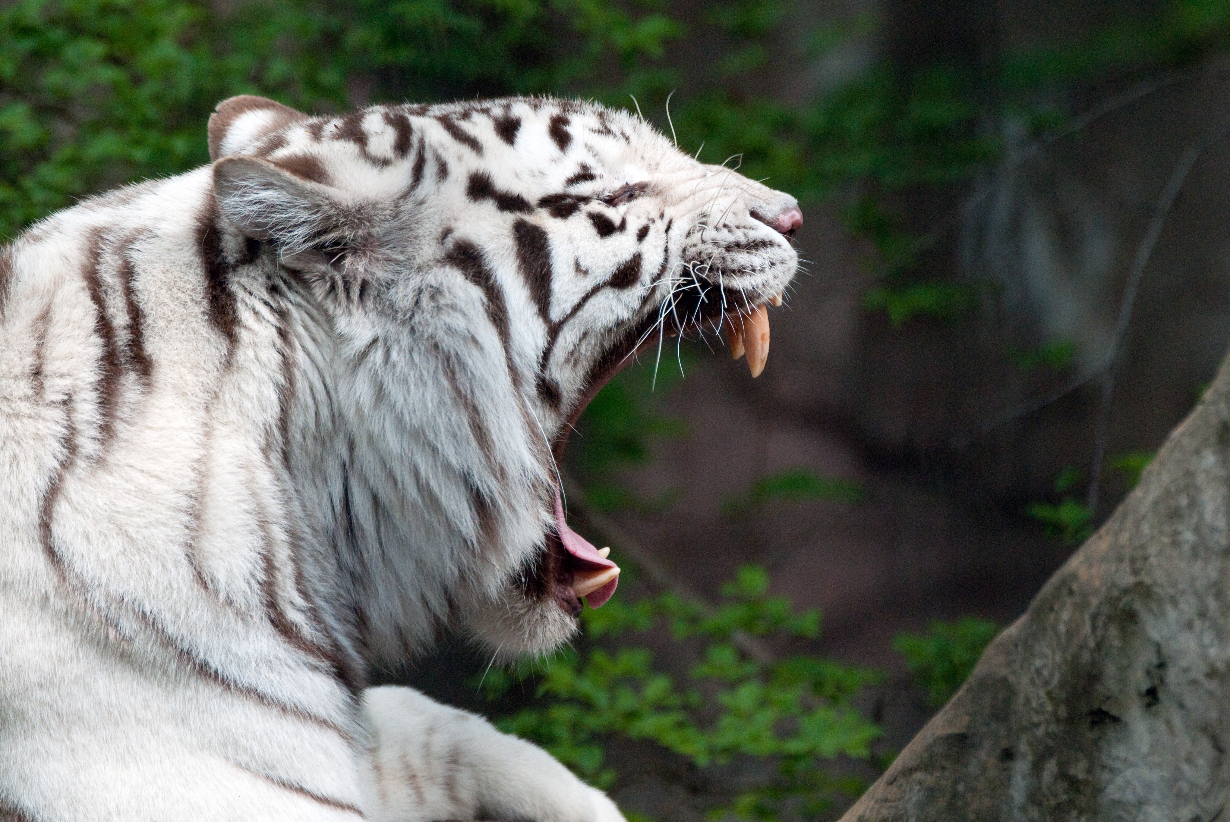 tiger profile roar