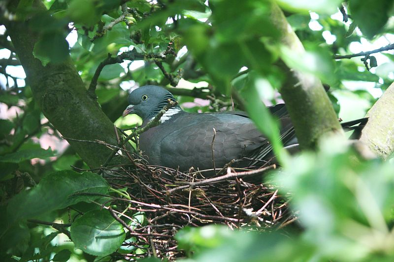 File:Wood pigeon (27921834286).jpg