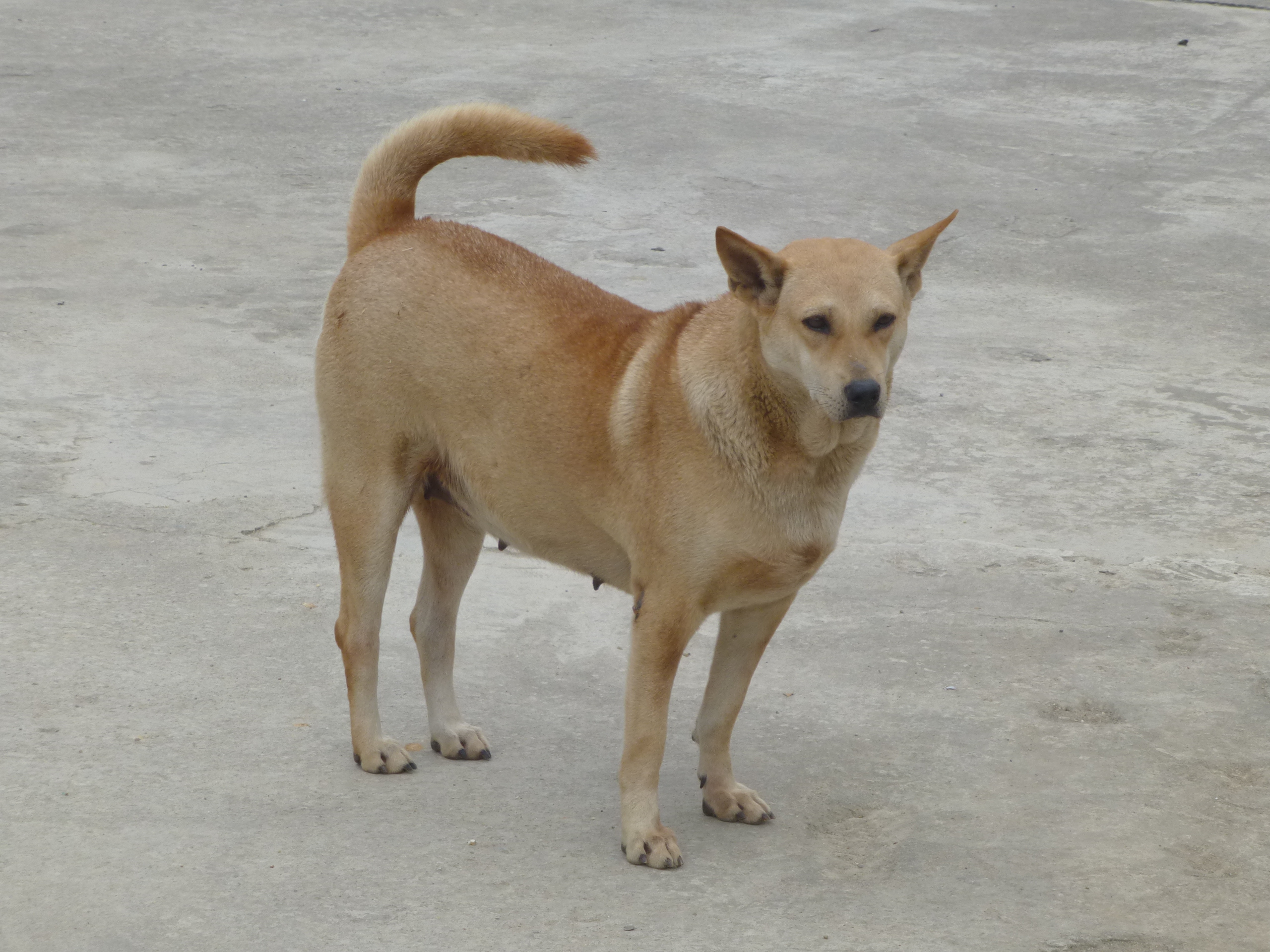 Hãy khám phá hình ảnh về các loài chó cỏ trên trang Wikipedia để tìm hiểu thêm về những giống chó đặc biệt ngoài những loài thường thấy. Tìm hiểu sẽ giúp bạn hiểu rõ hơn về đặc điểm và thói quen sinh sống của chúng.