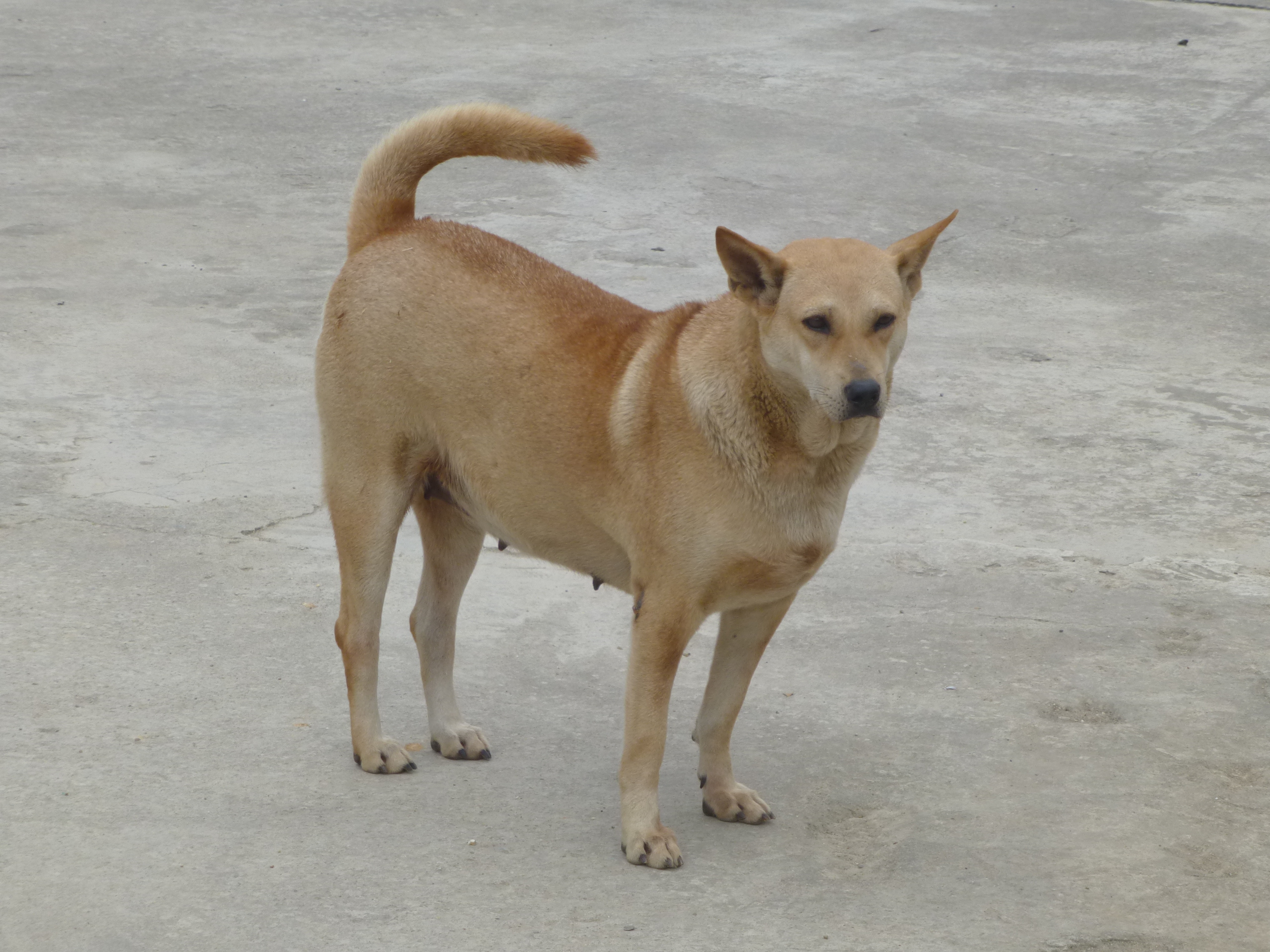 Chó cỏ, đó là cách mà chúng ta gọi những chú chó siêu tinh nghịch này. Những cú nhảy và đào đất sẽ khiến bạn không thể nhịn được cười, đảm bảo sẽ mang đến cho bạn một trái tim ấm áp và kích thích.