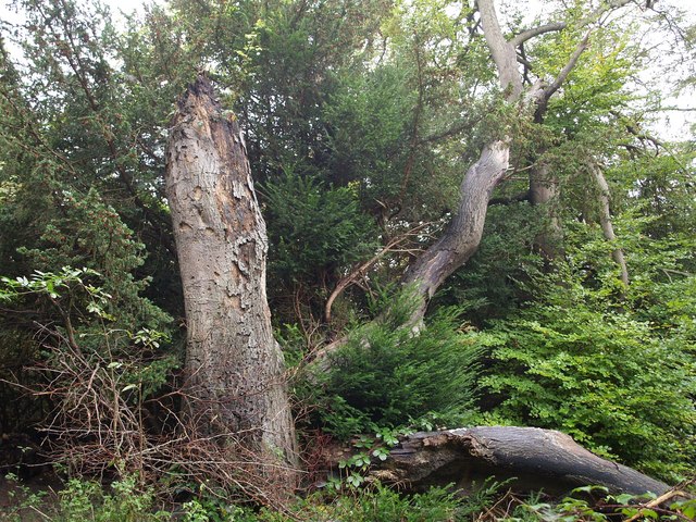 Chipstead Downs