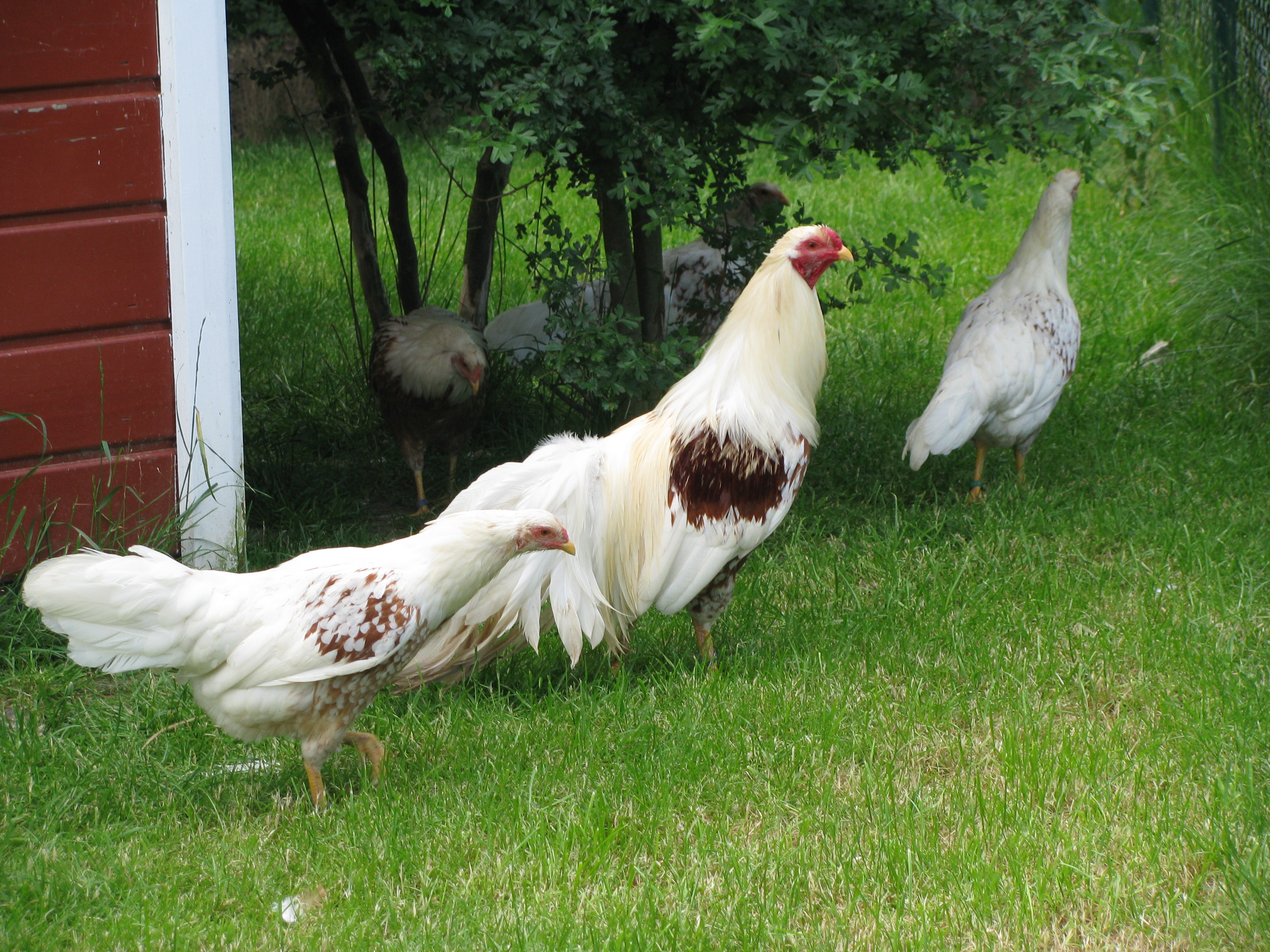 yokohama white chicken breed