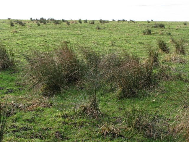 File:(Part of) Waterhead Common - geograph.org.uk - 633037.jpg