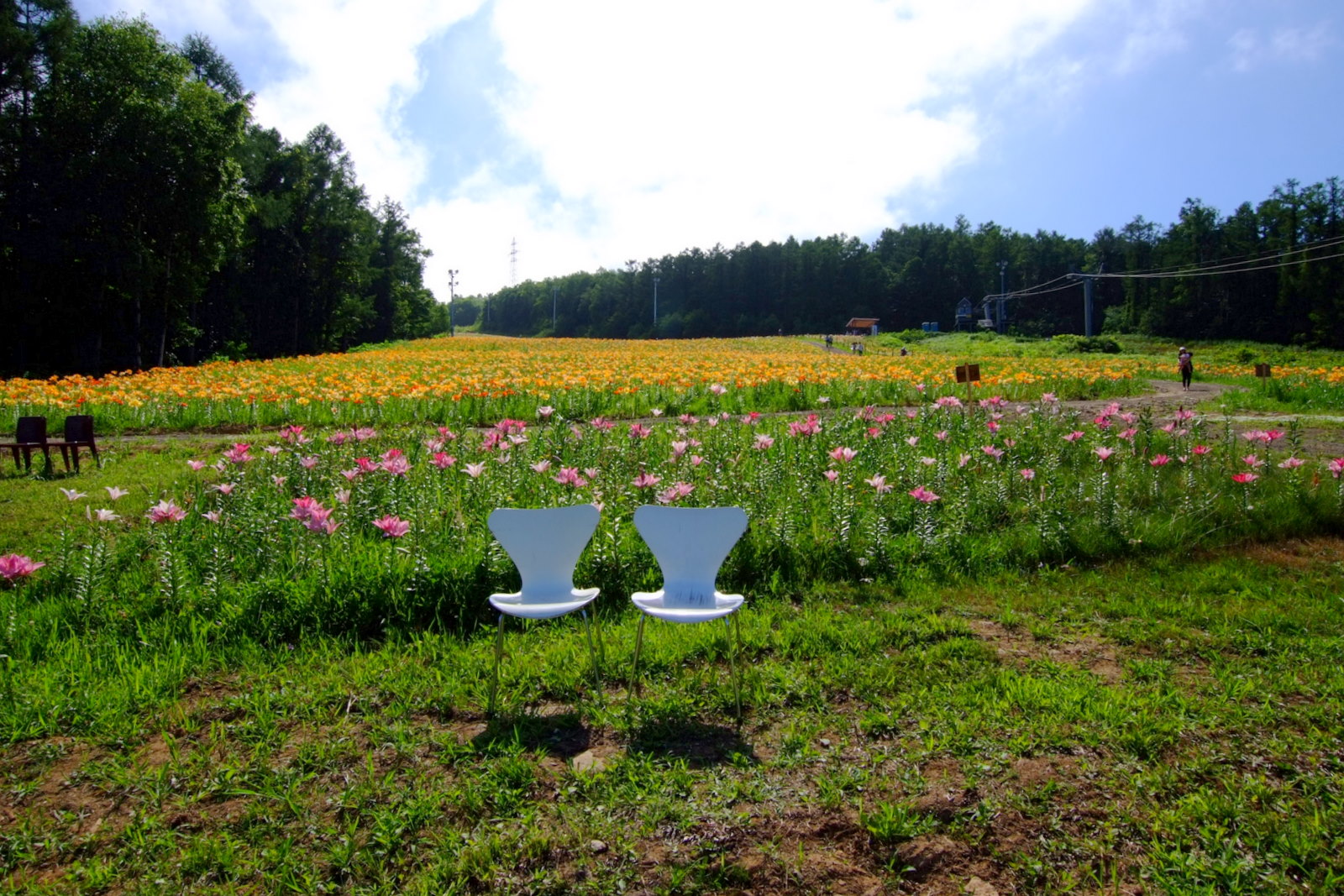 File オーンズ春香山ゆり園 Onze Harukayama Lily Garden Panoramio 5 Jpg Wikimedia Commons