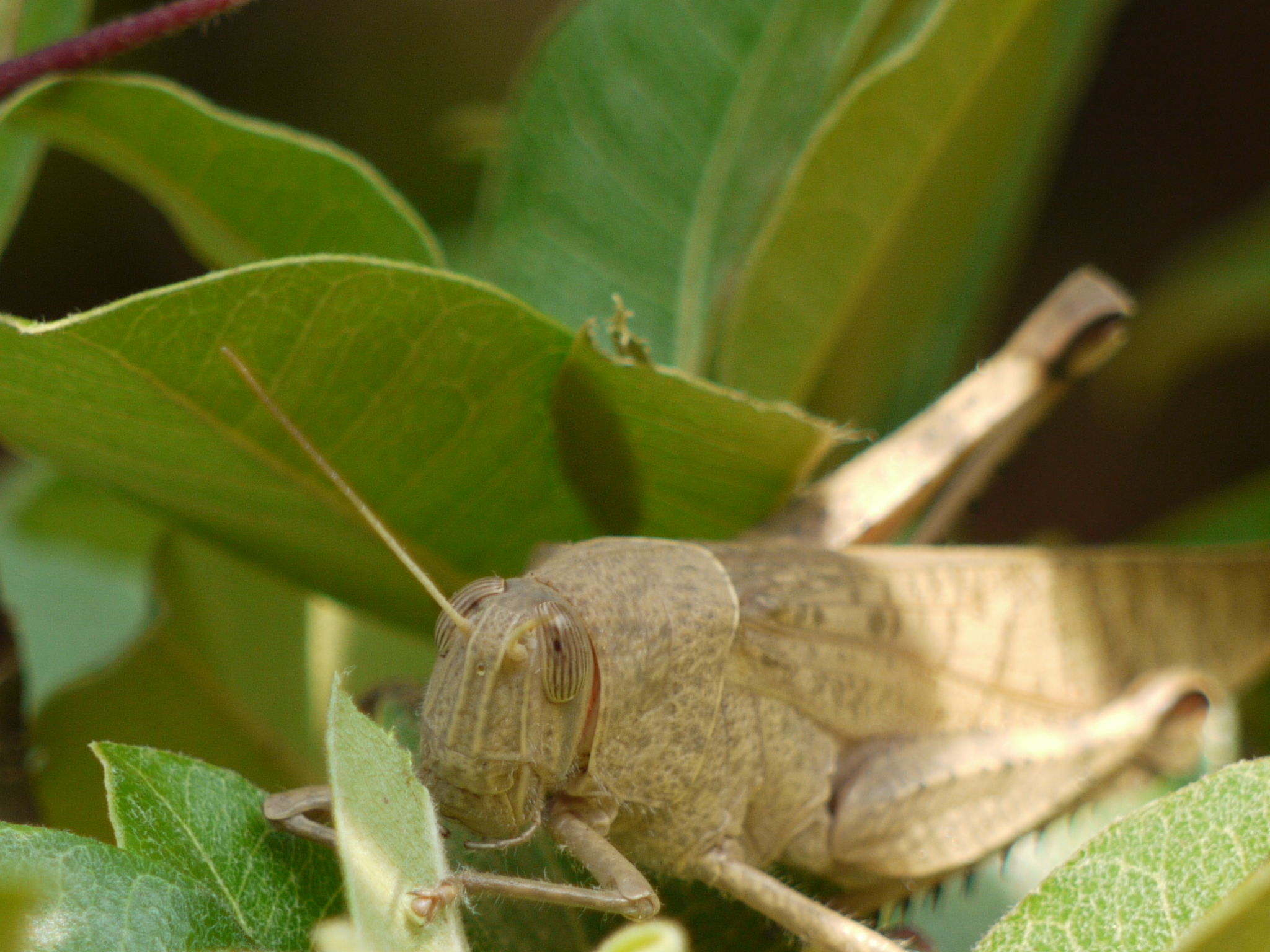 Grasshopper перевод узбекский