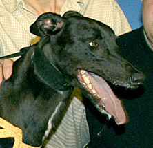 <span class="mw-page-title-main">2004 English Greyhound Derby</span>