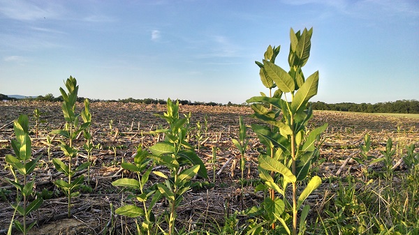 File:6 1 2014 milkweed (Asclepias syriaca).jpg - Wikimedia Commons