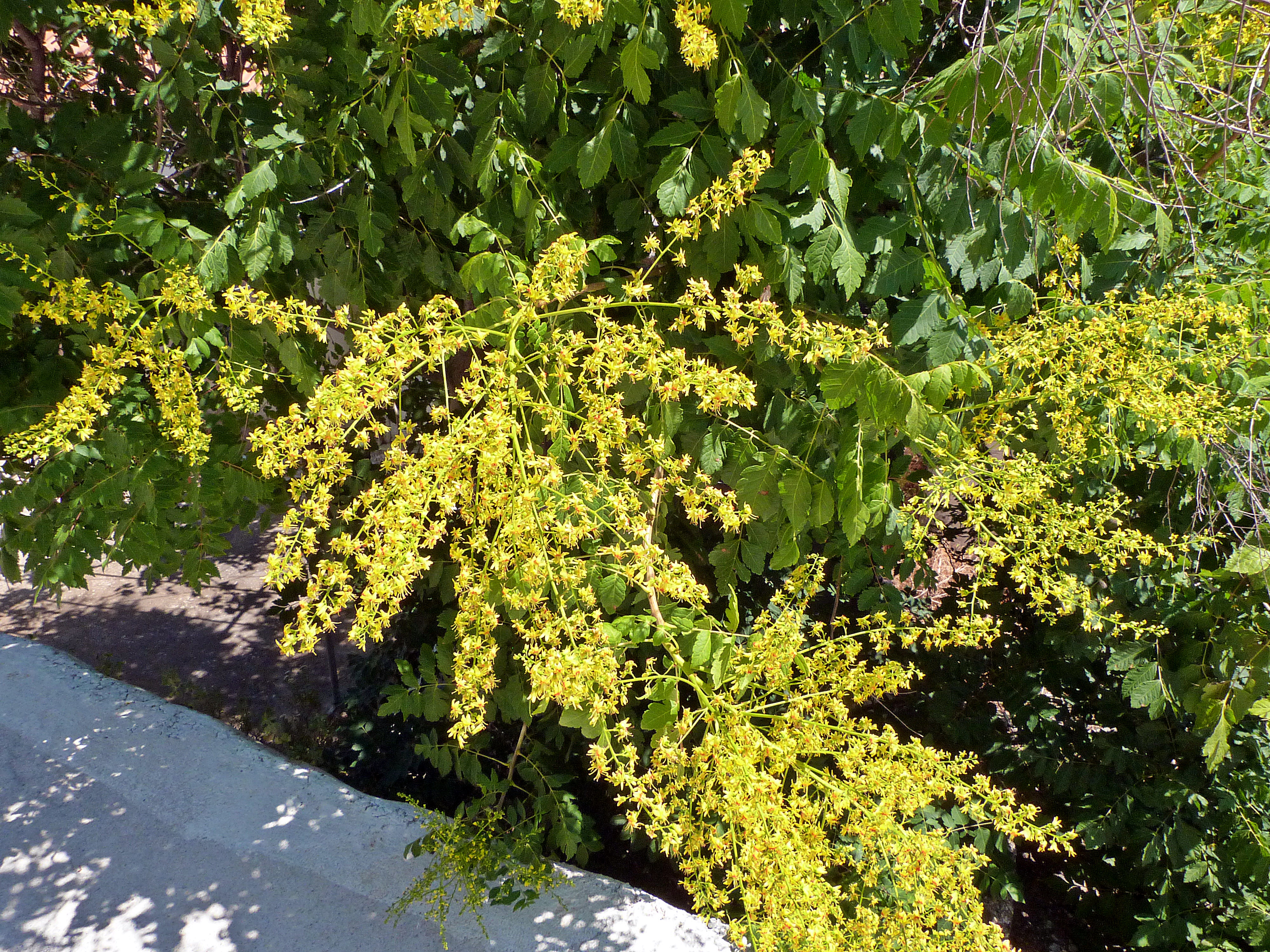 Koelreuteria paniculata - Wikipedia