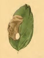 A mined dogwood leaf Antispila metallella a mined dogwood leaf.JPG