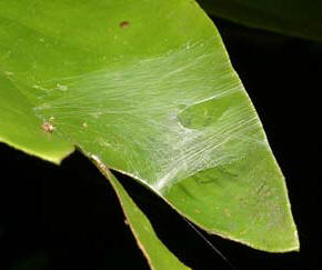 File:Araneus.amabilis.web.1.-.tanikawa.jpg