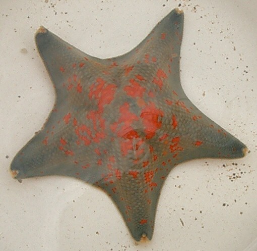 File:Asterina pectinifera ja01.jpg