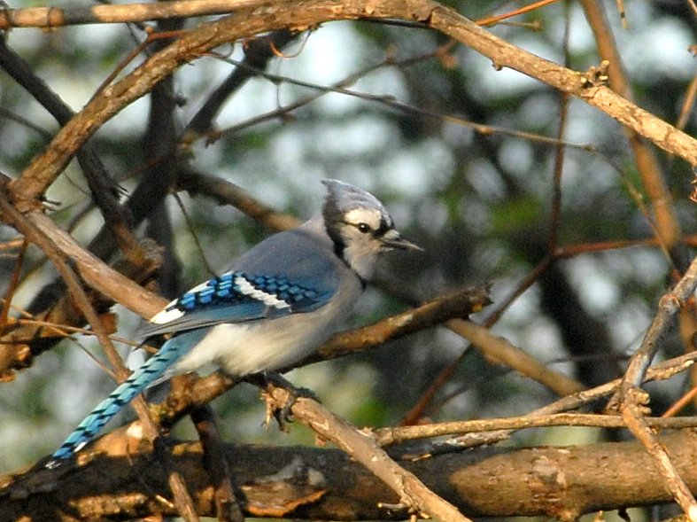 File:Blue Jay (6253953531).jpg