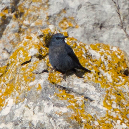 File:Blue Rock Thrush (Monticola solitarius) (8521271498).jpg