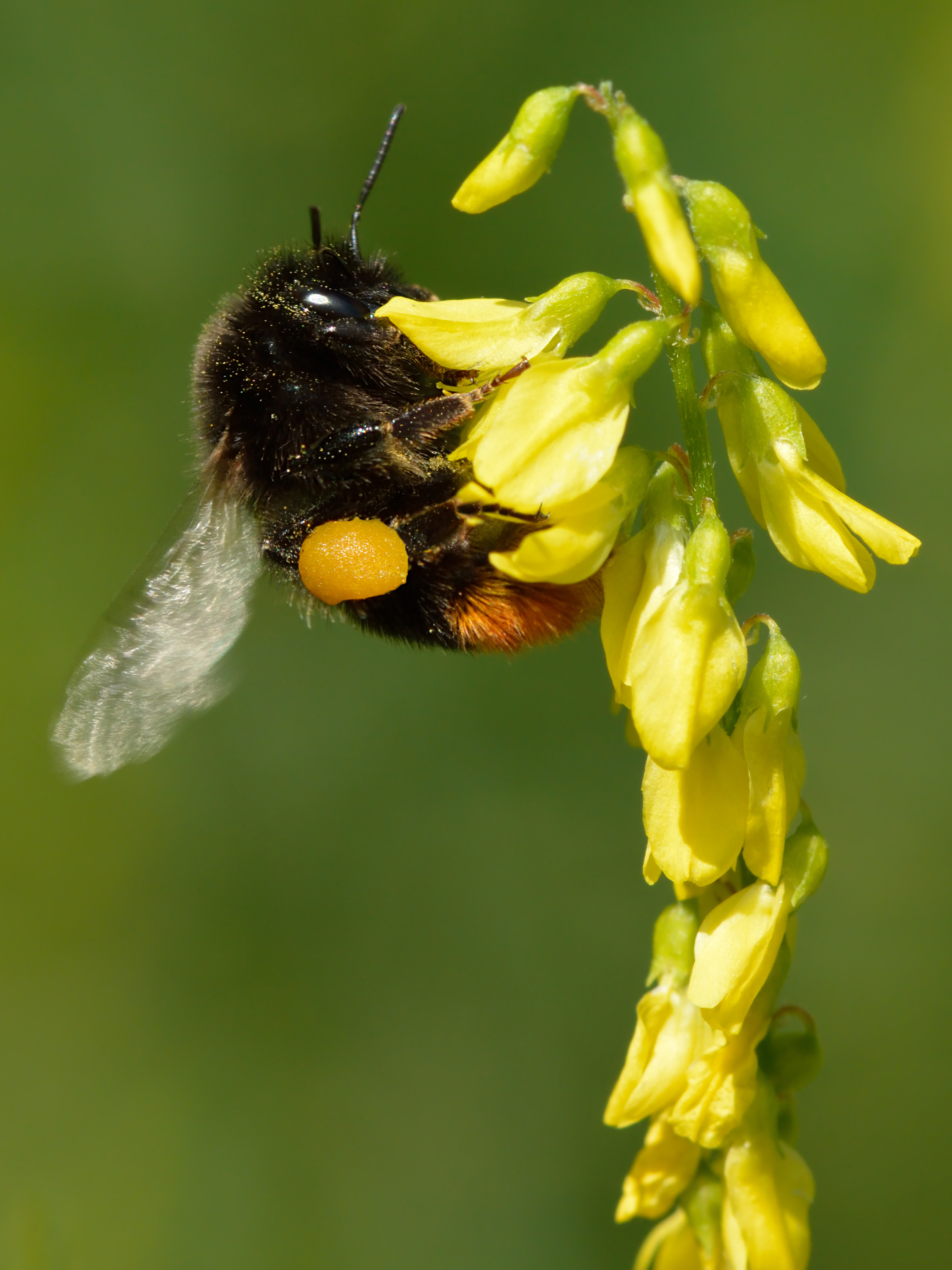 bumblebee vs honey bee