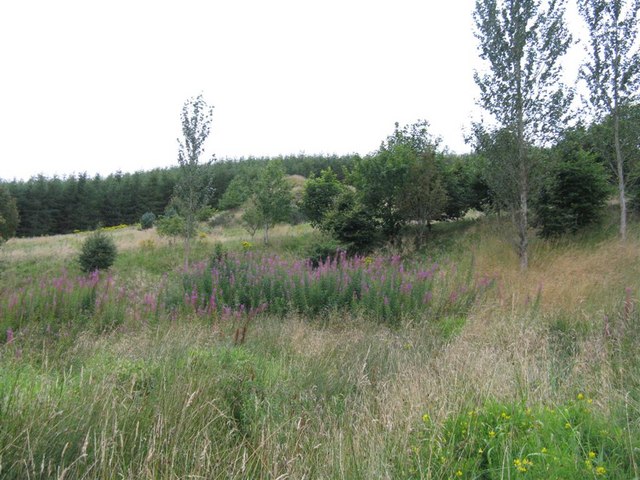 File:Broughtonknowe Woodland from the A701 - geograph.org.uk - 937494.jpg